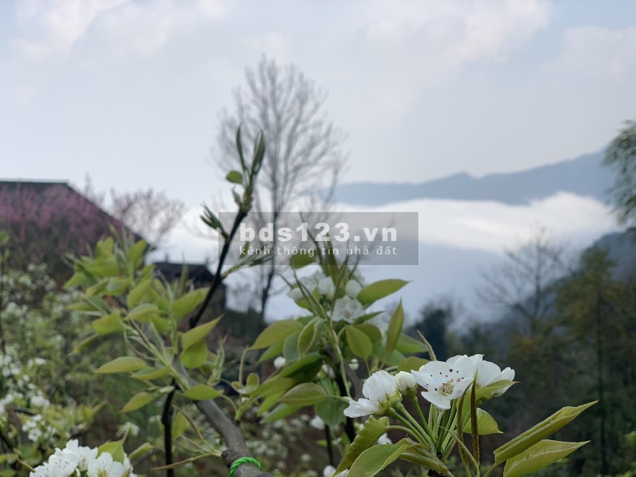 Đất Y Tý- Sapa 2. quy hoạch đất ở, view siêu đẹp làm Homestay