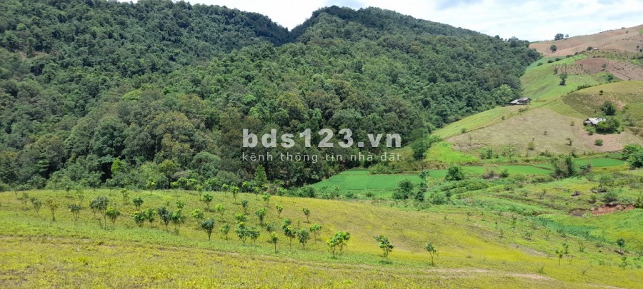 Bán đất Mộc Châu làm trang trại giá đầu song ngọn gió rẻ nhất thị trường