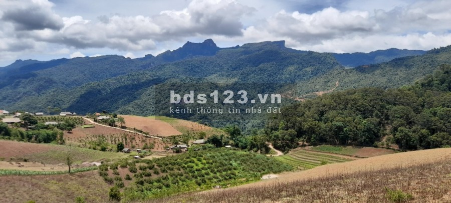 Bán đất Mộc Châu làm trang trại giá đầu song ngọn gió rẻ nhất thị trường