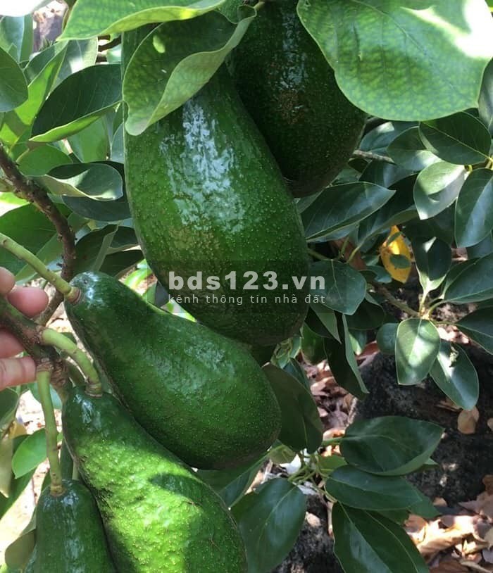 Đất nghỉ dưỡng và đầu tư lâu dài ở Đà Lạt giá rẻ, pháp lý rõ ràng hạ tầng hoàn thiện