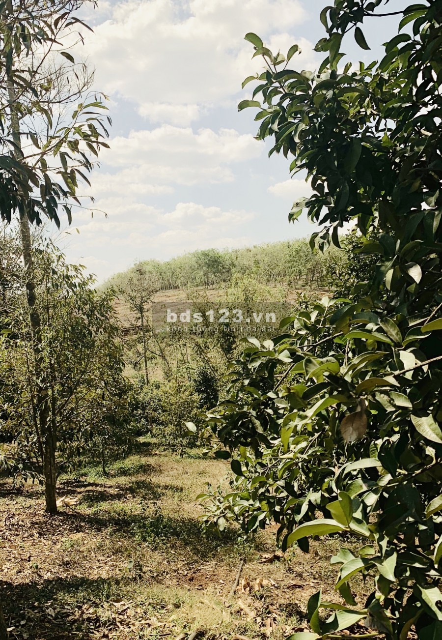 Gần 2 Hecta (20,000m2) thổ cư 300m, Có sẳn Vườn sầu riêng, măng cụt, cạnh Trung tâm hành chính huyện, Giá Shock