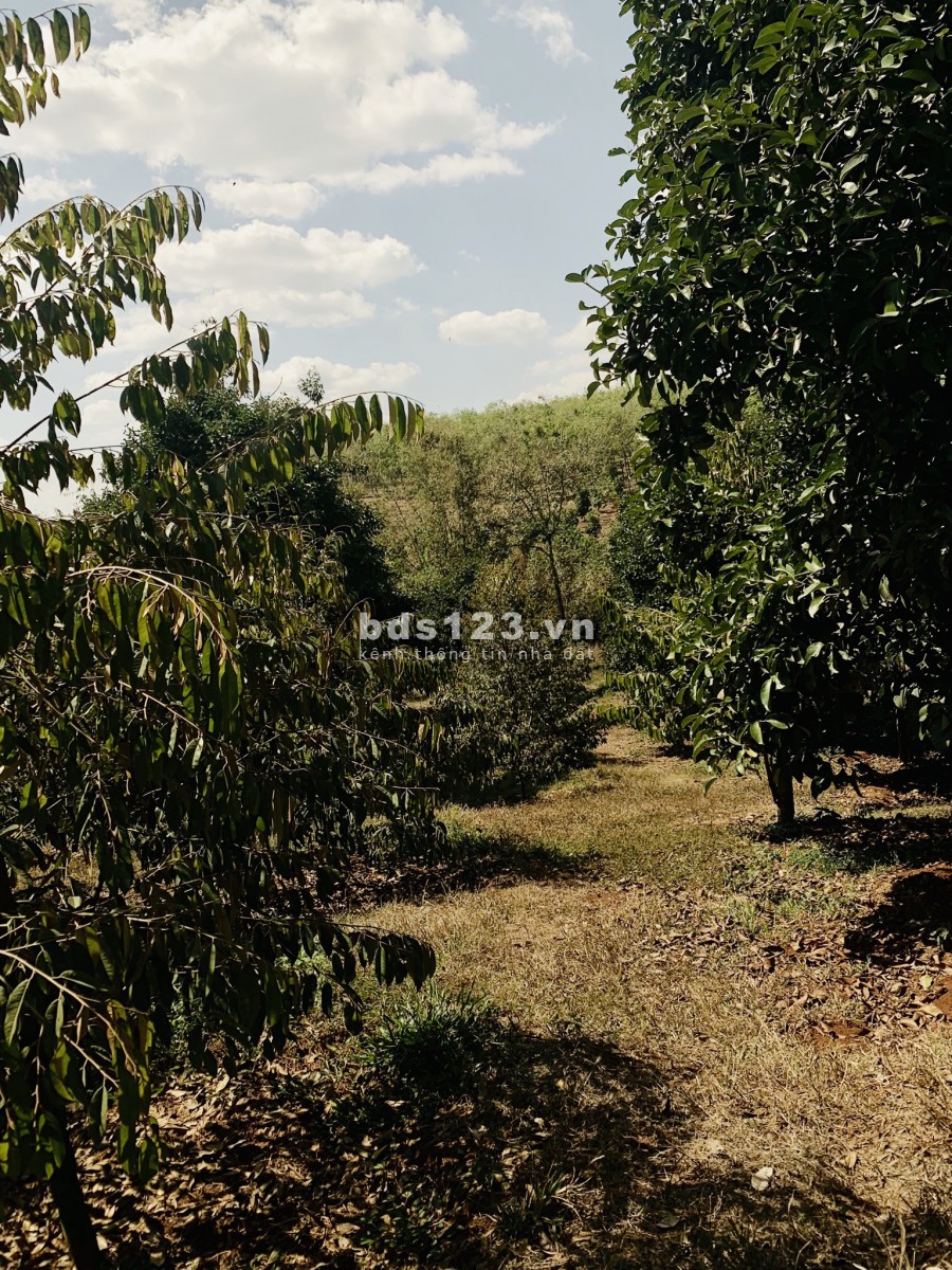 Gần 2 Hecta (20,000m2) thổ cư 300m, Có sẳn Vườn sầu riêng, măng cụt, cạnh Trung tâm hành chính huyện, Giá Shock