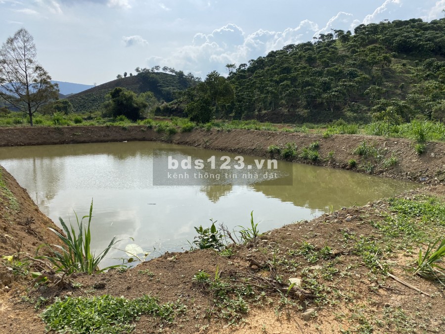 Bán lô đất đẹp thôn 11 Xã Đại Lào thành phố Bảo Lộc, diện tích 10000m2, giá 6 tỷ