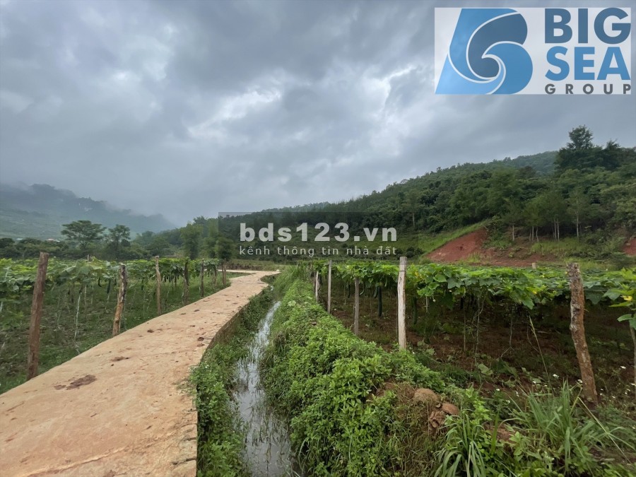 Đất nền Mộc Châu giá rẻ nhất tháng 7/2021, đường bê tông vào tận nhà, lhcc