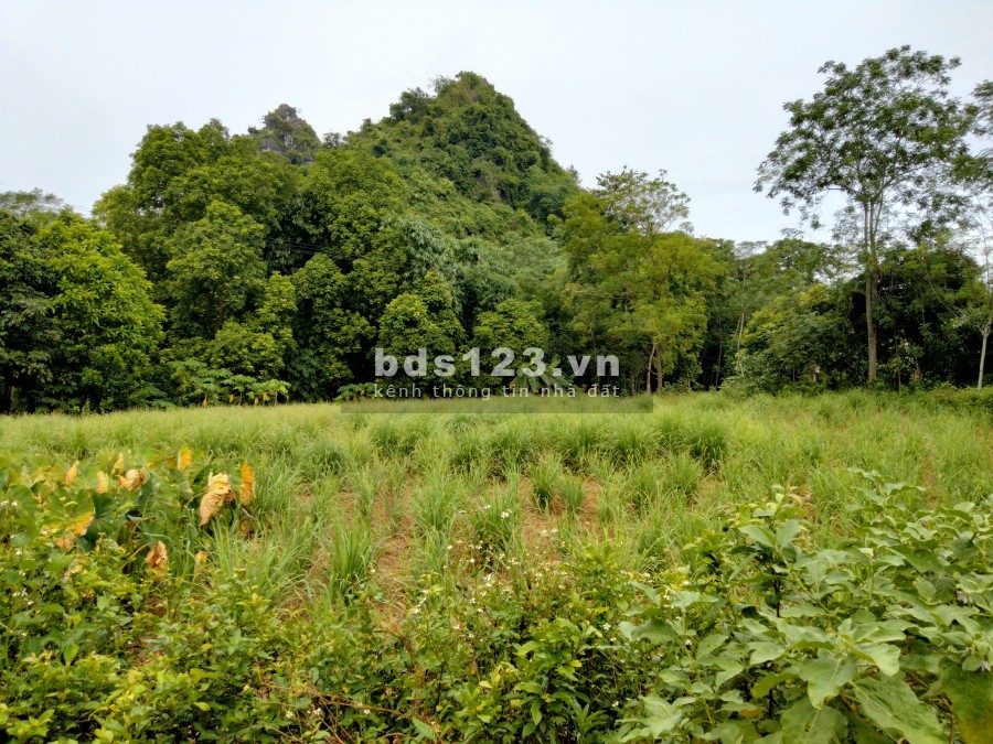 2000m2 full thổ cư đât phẳng đẹp hợp Châu Lương Sơn, giá 1.6 tỷ, lh 0985988333