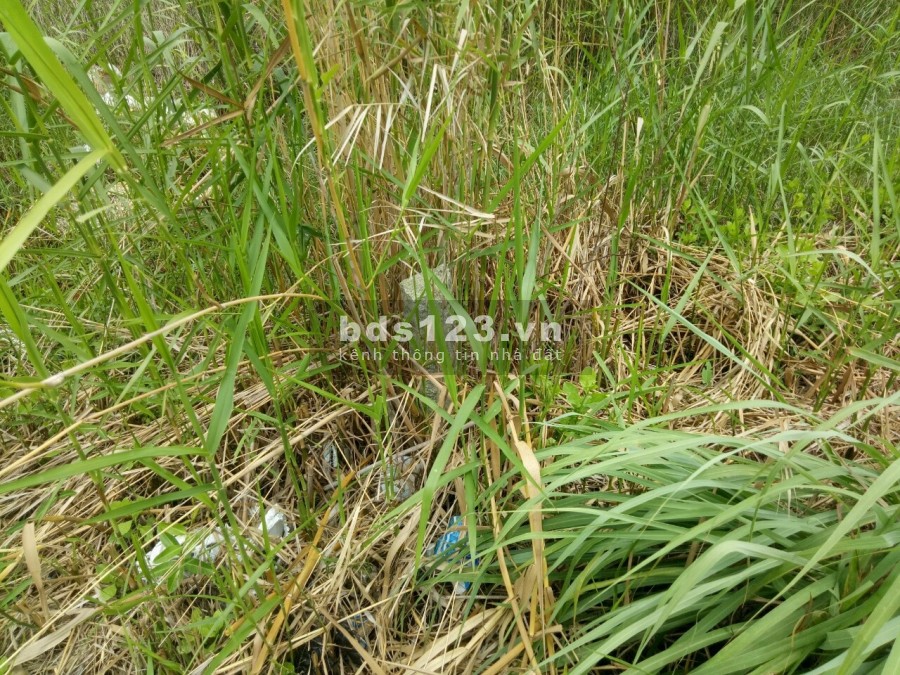 Bán đất nền tại phường 9, TP Cà Mau, tỉnh Cà Mau với diện tích (5 * 29,5) 147,5m², lhcc