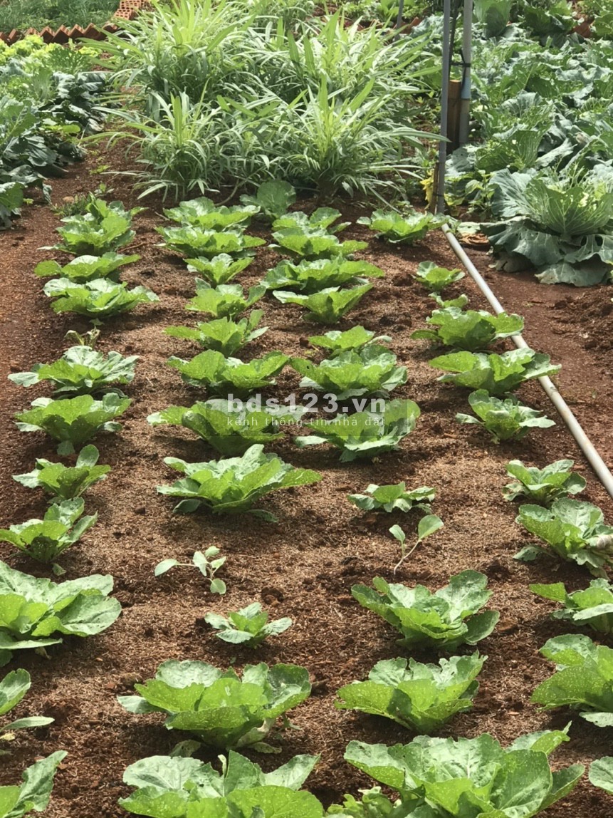 Đất thổ cư trung tâm thành phố Bảo Lộc 168m2=8x21 SHR cách quốc lộ 20 chưa tới 2km giá 450tr