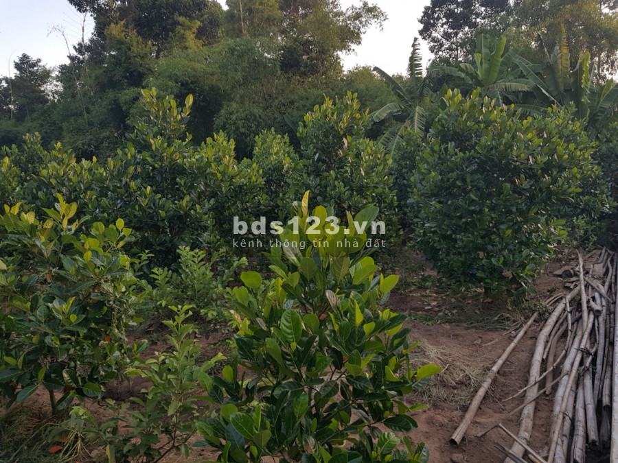 Bán nhà mặt tiền gồm quán cà phê sân vườn và tiệm rửa xe oto rộng 2653m2 tại Trà Vinh