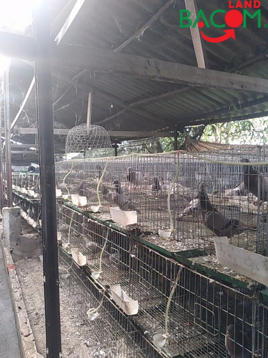 Bán đất vuông vức KP2 phường Trảng Dài, đường 2 ôtô 460m2, SHR Giá 4.1 tỷ