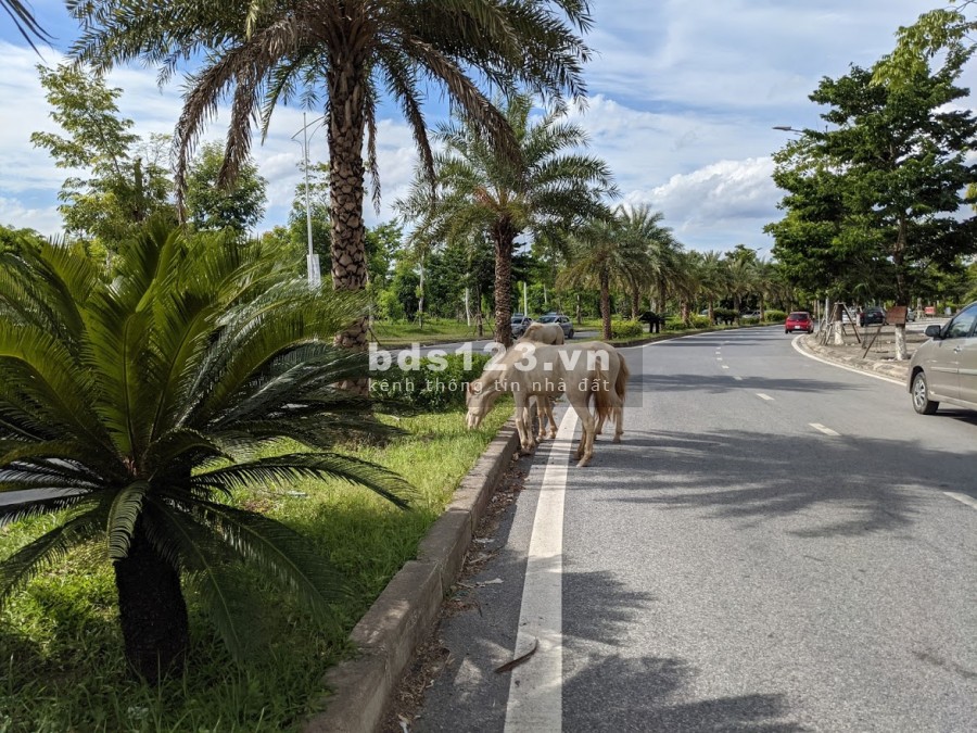 Bán đất nền lô góc a1.2 lk1 tại Thanh Hà, Hà Đông, Hà Bội, lhcc, giá 18 triệu/m2