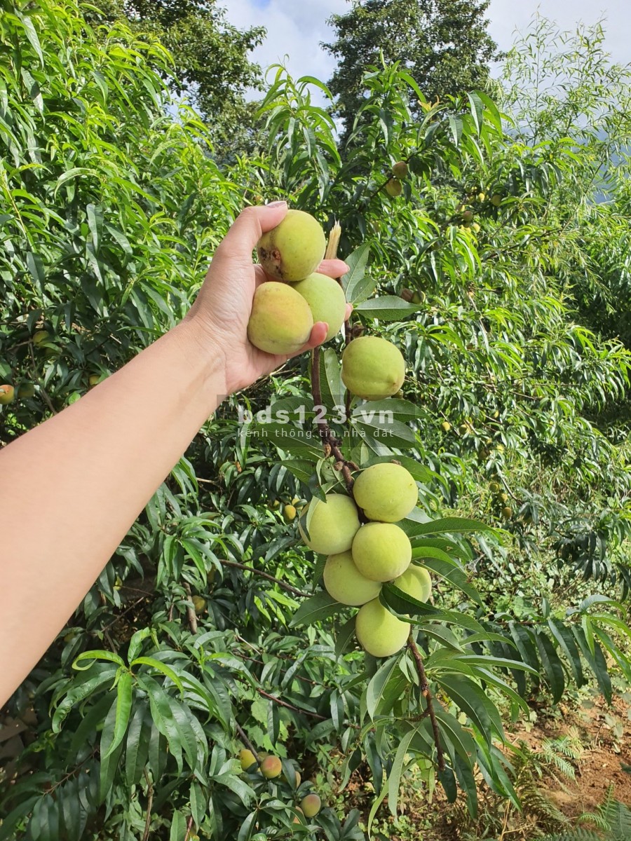 MẢnh dất diêu siêu đẹp nghỉ dưỡng Tại Y Tý- Sapa 2, Tuyết rơi vô cùng đẹp