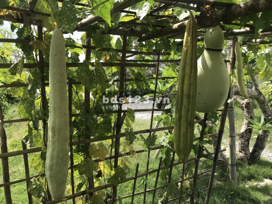 Bán Lô Đất 507m2 Resort Homestay, Giá 1.7 Tỷ. Chính chủ trực tiếp bán