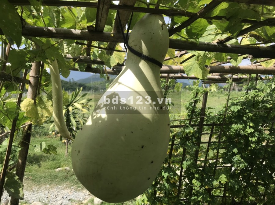 Bán Lô Đất 507m2 Resort Homestay, Giá 1.7 Tỷ. Chính chủ trực tiếp bán