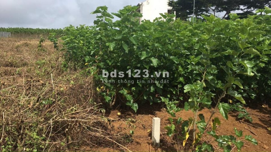 Đất mặt tiền đường Trần Nhật Duật diện tích 609m2 giá 1 tỷ 5, lh 0785153616