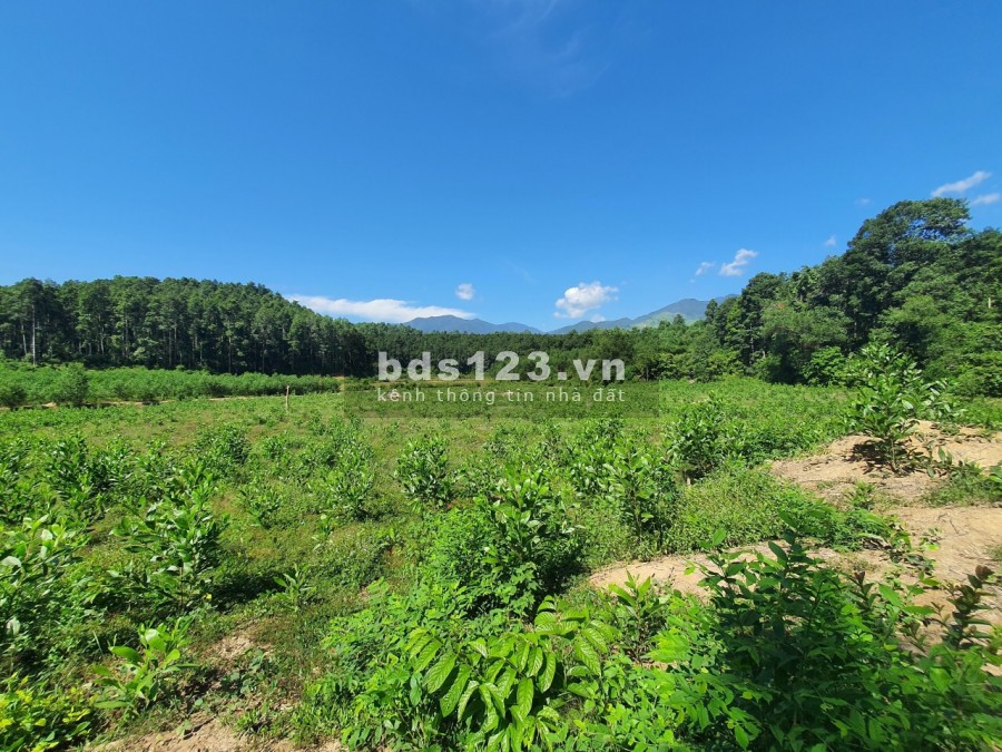 Bán lô đất 6000m2 làm vườn chỉ 490 triệu, liên hệ chính chủ 0706151442