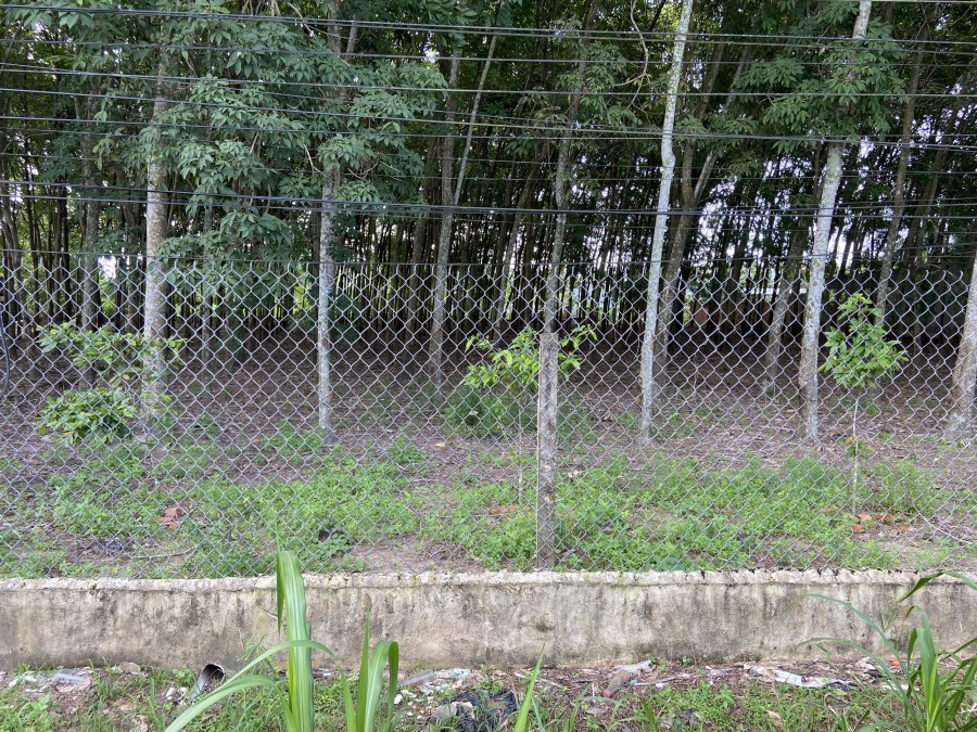 Đất nền Lộc Khê – Trảng Bàng giá chỉ 210 triệu thương lượng cho quý khách hàng thiện chí)