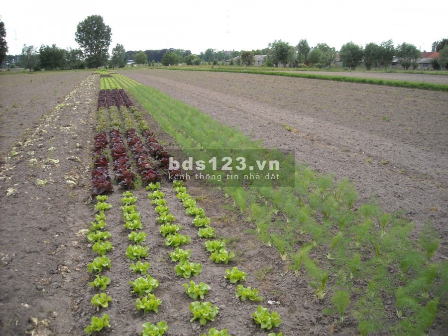 Đất sổ hồng gần Bến Cầu, Tây Ninh cần bán giá rẻ (93mx53m), thích hợp đầu tư, LH0931572806