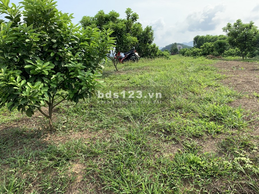 Rẻ như trà đá. Chỉ hơn 10k có ngay 1m đất cách Hà Nội chưa tới 1 giờ đi xe