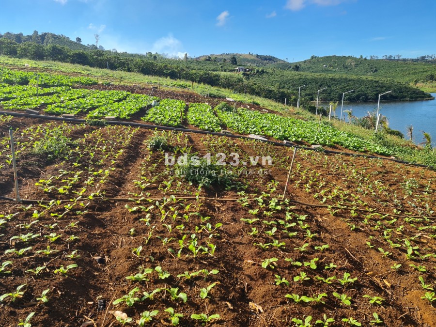 Cần bán gấp lô đất view hồ tự nhiên, sổ hồng trao tay, nghỉ dưỡng Lâm Đồng