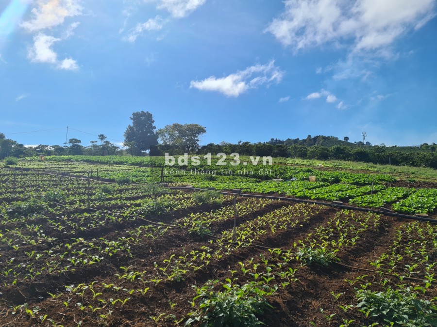 Cần bán gấp lô đất view hồ tự nhiên, sổ hồng trao tay, nghỉ dưỡng Lâm Đồng
