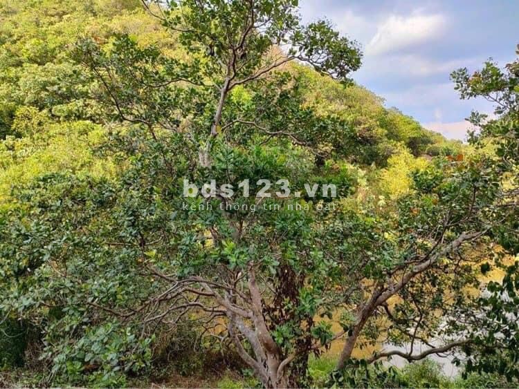Bán nhanh lô 2.55hec đất nông nghiệp, đường lớn ô tô vào tận nơi, sổ có sẵn