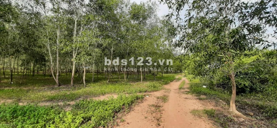 Đất giá cực kỳ sốc do dịch còn chờ gì nữa khi cơ hội đầu tư đã trước mặt