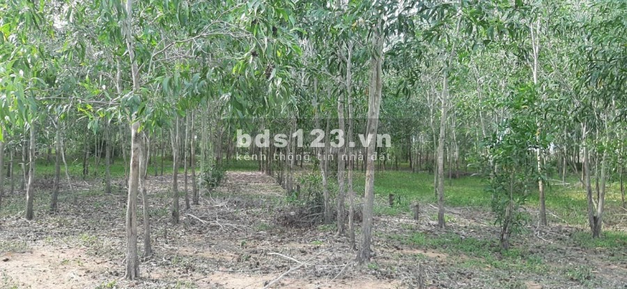 Đất giá cực kỳ sốc do dịch còn chờ gì nữa khi cơ hội đầu tư đã trước mặt