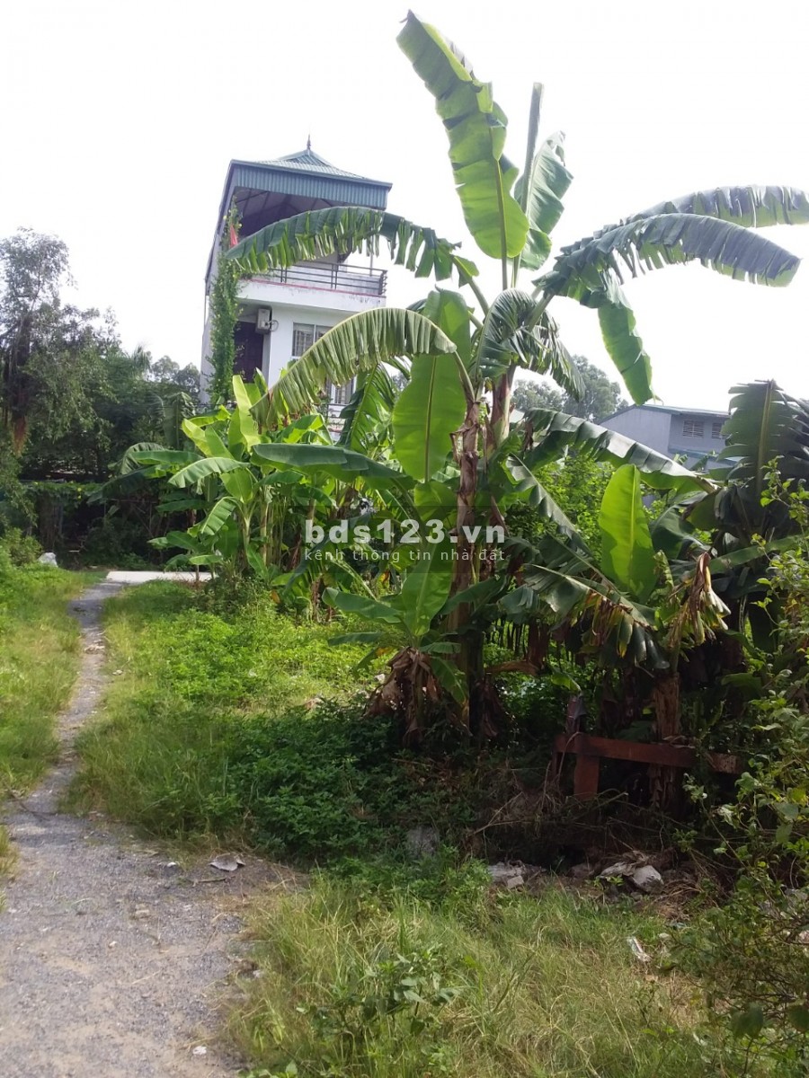 Bán đất đấu giá Bích Hòa - Thanh Oai diện tích 70m2 phân lô, giá bán 2.5 tỷ