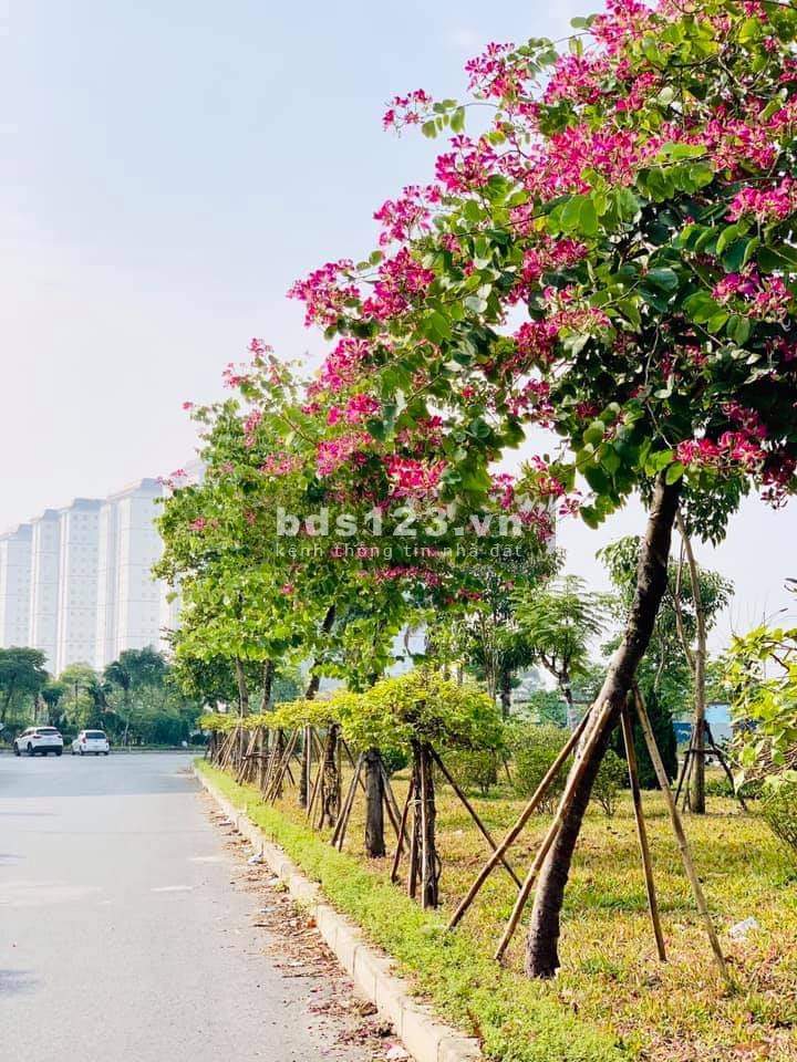Bán đất liền kề tại Thanh Hà Hà Đông, Hà Nội A1.2 lk3 dt100m giá gốc 18 triệu/m2