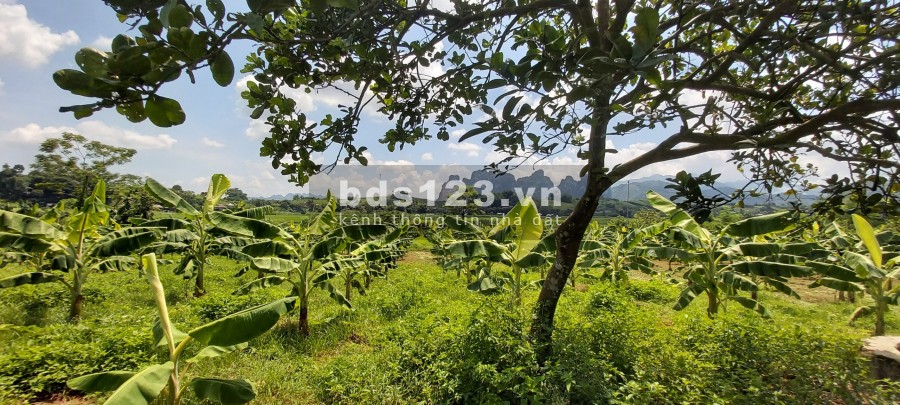 Đât đẹp 3600m2 đât thổ cư, Cao Phong Hoà Bình, pháp lý rõ ràng đầy đủ