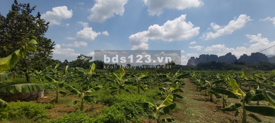 Đât đẹp 3600m2 đât thổ cư, Cao Phong Hoà Bình, pháp lý rõ ràng đầy đủ