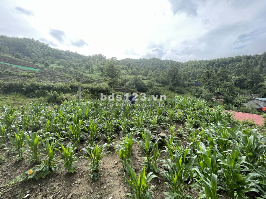 Bán mảnh đất siêu đẹp làm nghỉ dưỡng tại Phan Cán Sử, Y Tý- Sapa 2