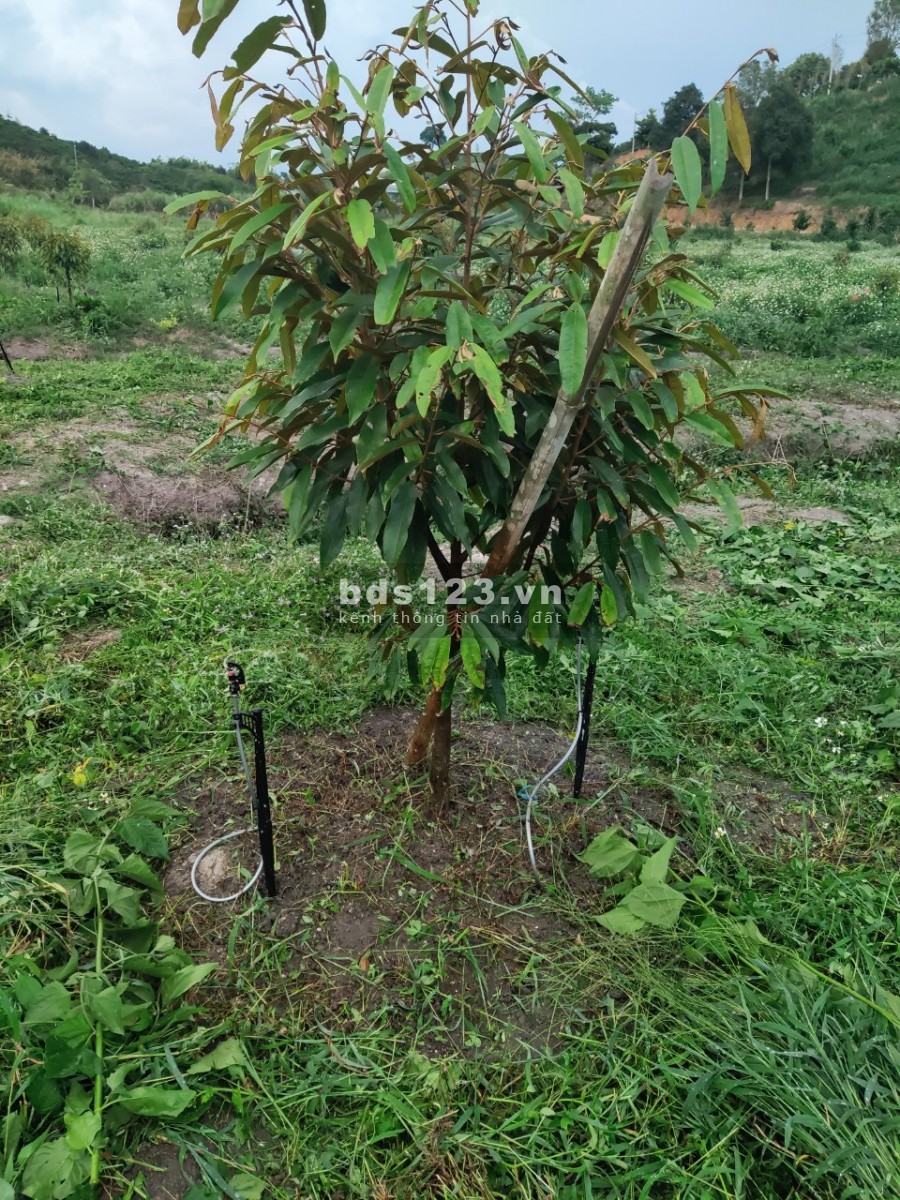1 hecta đất vườn thích hợp nghỉ dưỡng ở xã Lộc Nam, huyện Bảo Lâm , Lâm Đồng