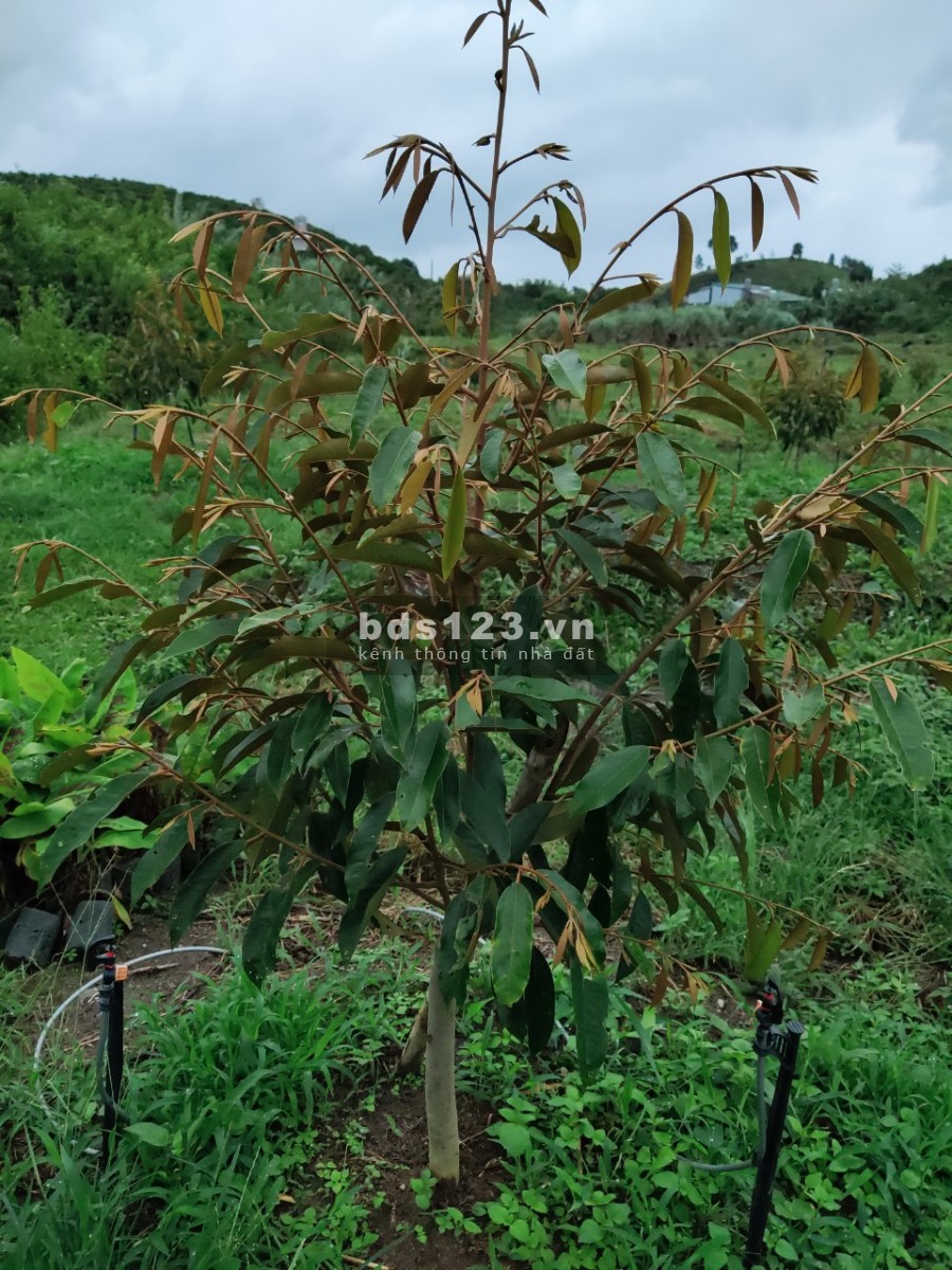 1 hecta đất vườn thích hợp nghỉ dưỡng ở xã Lộc Nam, huyện Bảo Lâm , Lâm Đồng