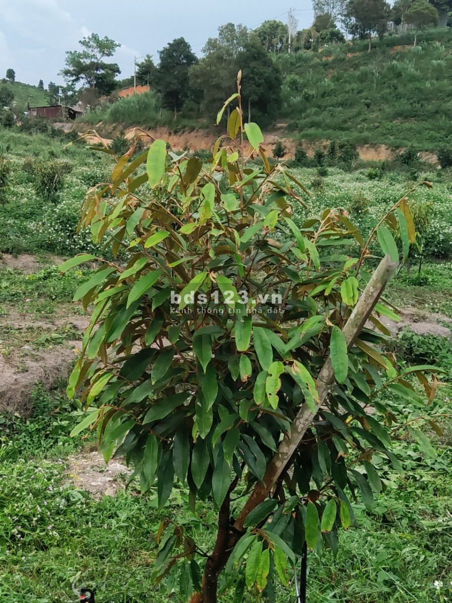 1 hecta đất vườn thích hợp nghỉ dưỡng ở xã Lộc Nam, huyện Bảo Lâm , Lâm Đồng