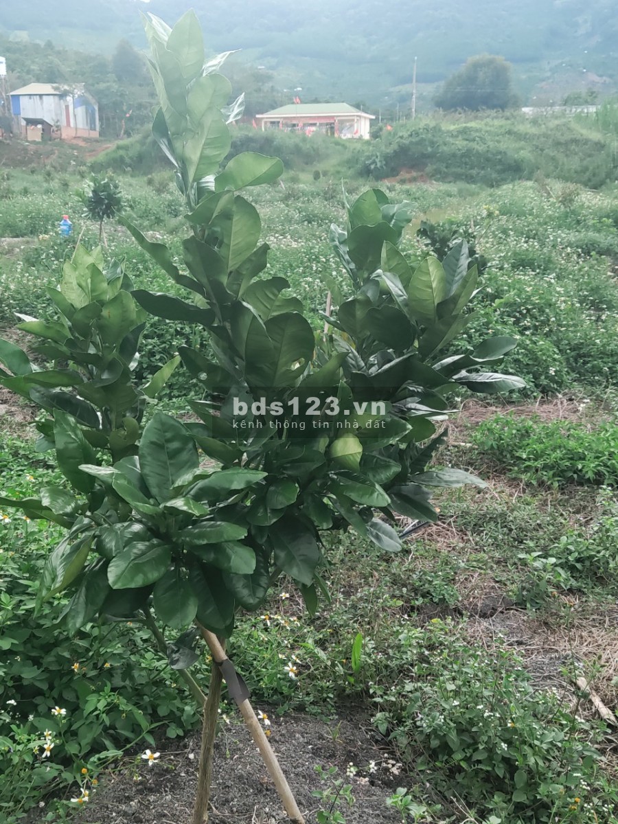 1 hecta đất vườn thích hợp nghỉ dưỡng ở xã Lộc Nam, huyện Bảo Lâm , Lâm Đồng