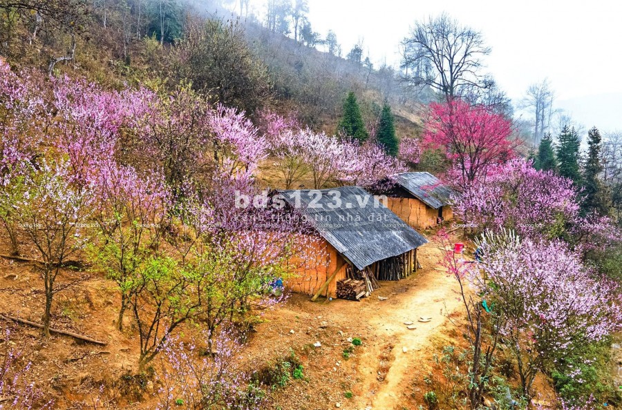 Bán đất Y Tý thôn Phìn Hồ view Hồ 22ha thế đất đẹp ngắm hoa đào.0822356688