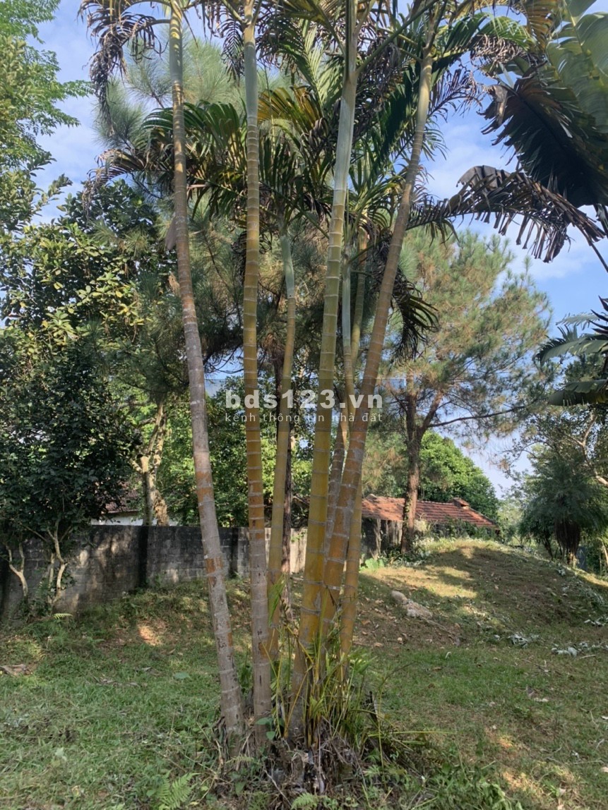 Bán hơn 5000m2 đất có sổ đỏ view núi, view hồ giá chỉ hơn 500 nghìn/m2, bao sang tên
