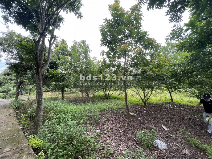Bán đất Mộc Châu ngay trung tâm dt 2000m2 có thổ cư 0822356688
