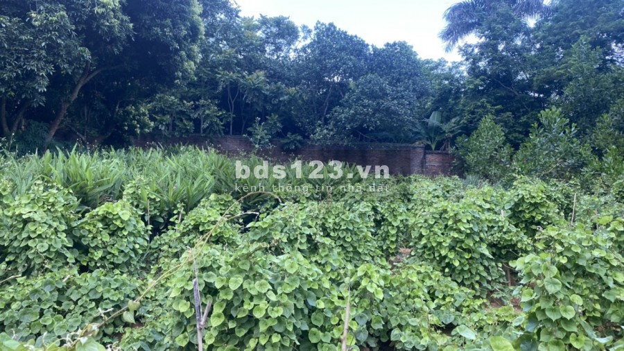 Bán đất diện tích rộng 1450m2 có 200m thổ cư view cánh đồng , Hoà Sơn Lương Sơn