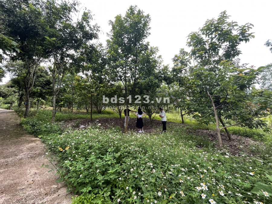 Bán đất Mộc Châu ngay trung tâm dt 2000m2 có thổ cư 0822356688