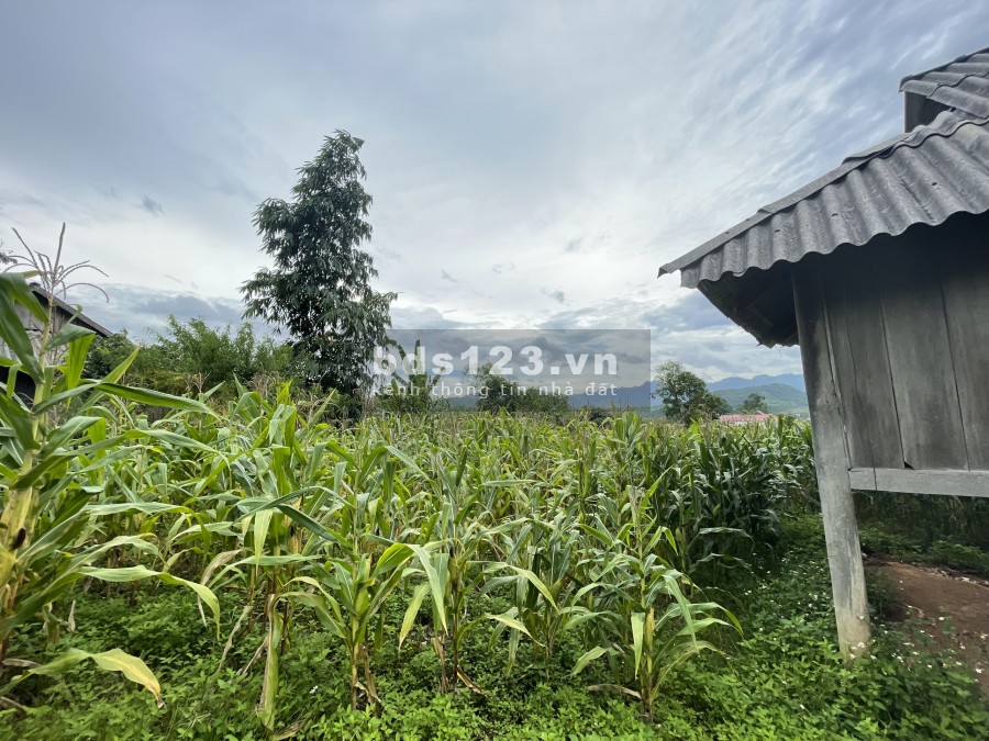 Bán đất Mộc Châu ngay trung tâm dt 2000m2 có thổ cư 0822356688