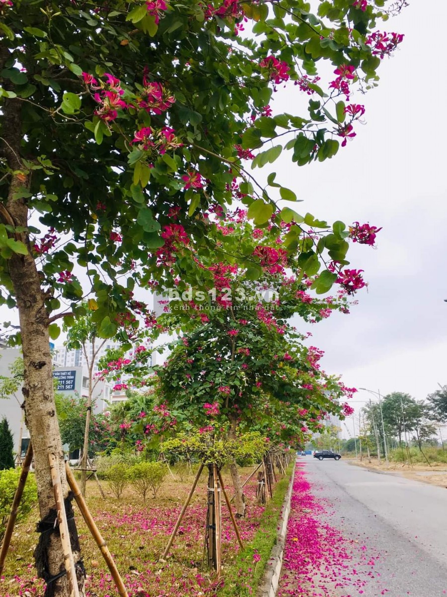 Khớp cọc gấp ô liền kề a1.2 lk1 kđt Thanh Hà, Cienco 5. Dành cho nhà đầu tư, giá gốc 18tr/1m2