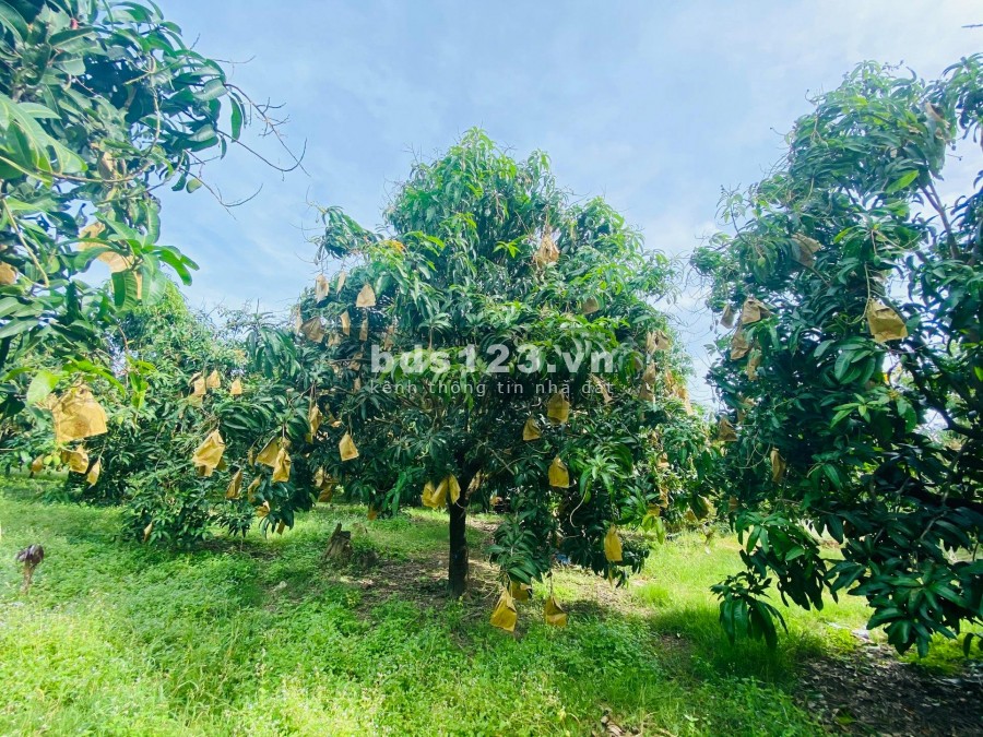 Bán đất nghỉ dưỡng tại Bảo Lâm, MT đường nhà nước rải nhựa, chỉ 699 triệu/nền, 100%thổ cư