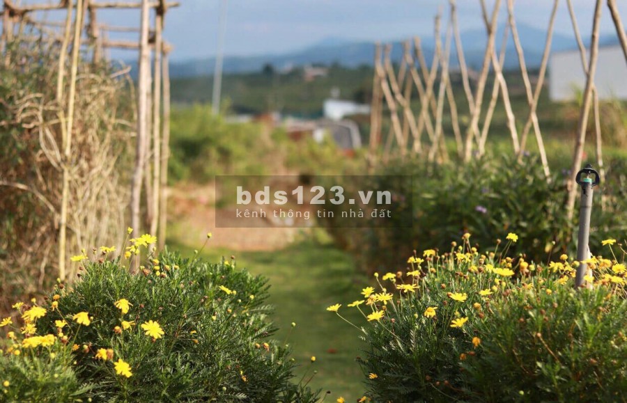 Chính chủ cần tiền bán gấp đất nghỉ dưỡng tại Lâm Đồng, lh 0383452479