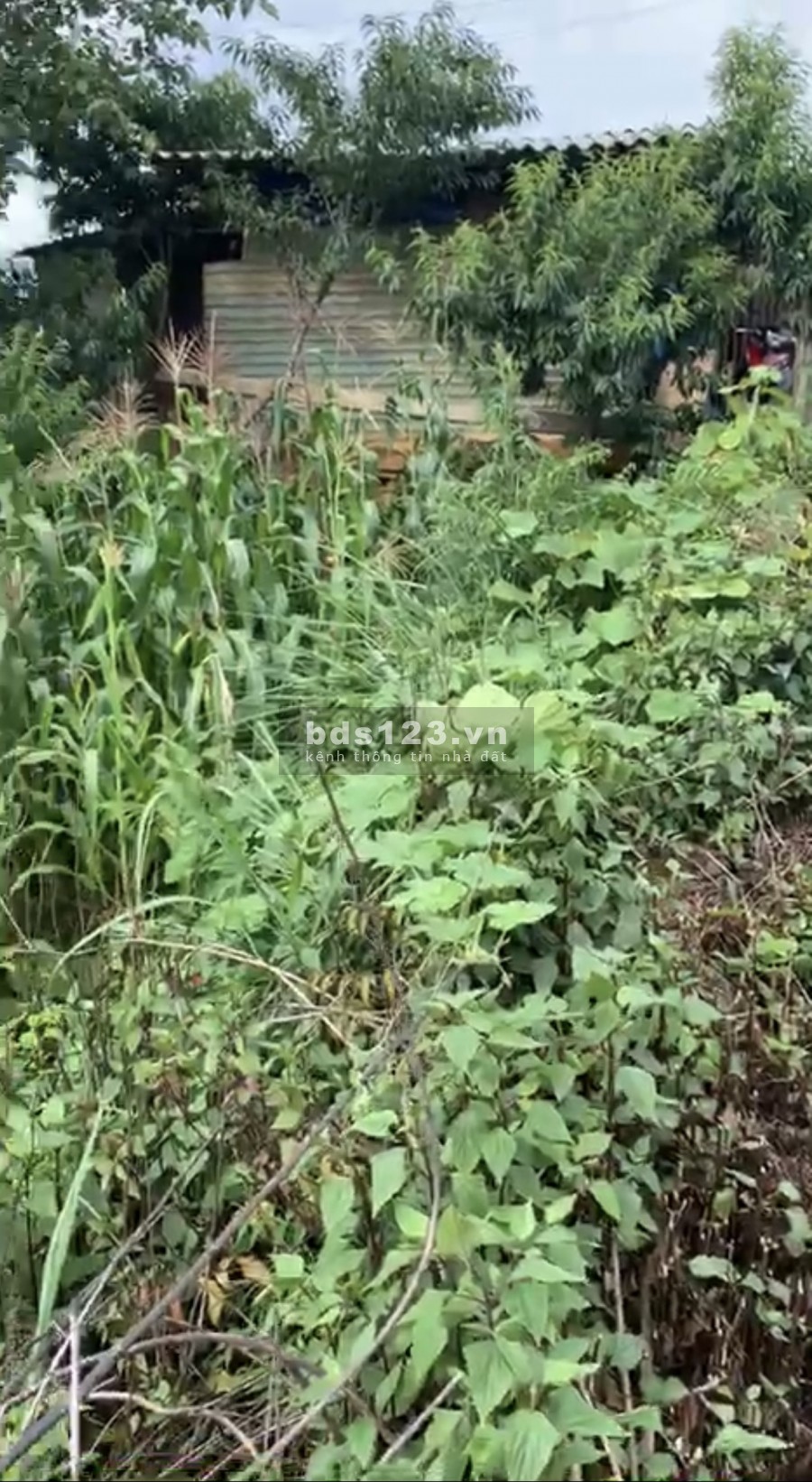Mảnh đất khu vực hồ Sa Pa 2 khai thác du lịch dịch vụ, đầu tư lướt sóng đều được Y Tý