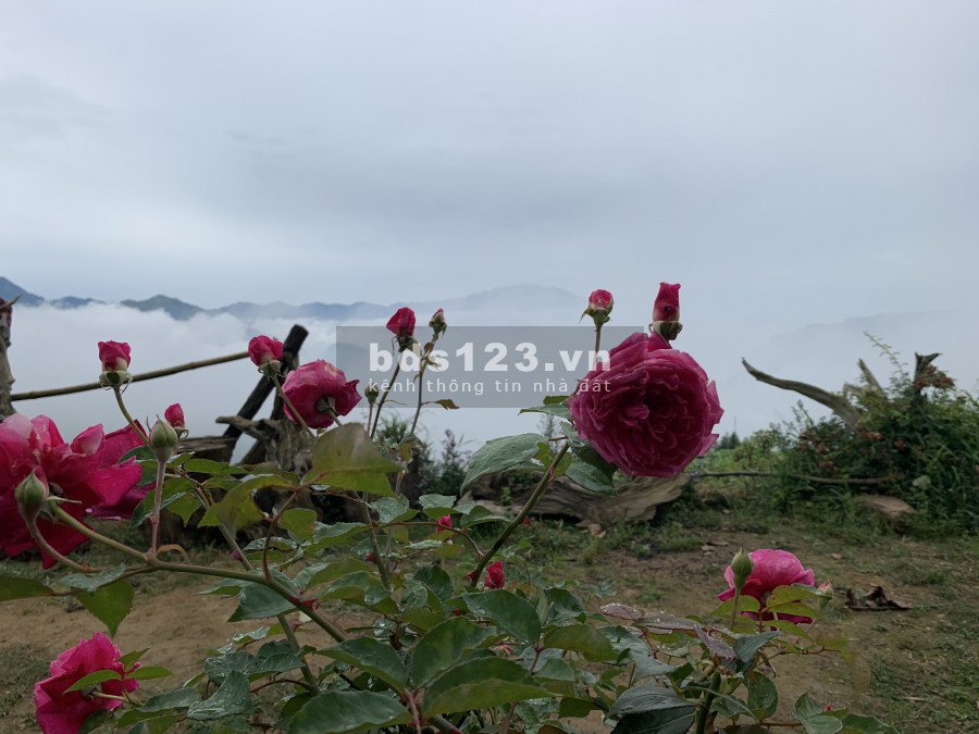 Mảnh đất siêu săn mây tại Y Tý- Sapa 2, tài chính nho nhỏ, lh 0376402368