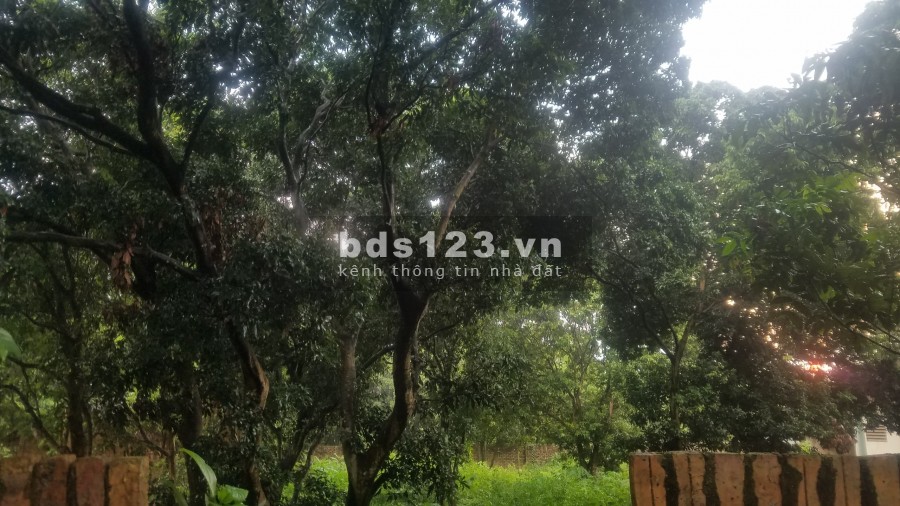 Đất sổ đỏ trên 1000m tại lâm trường, Minh Phú gần Việt Phủ Thành Chương chỉ hơn 3 triệu/m2