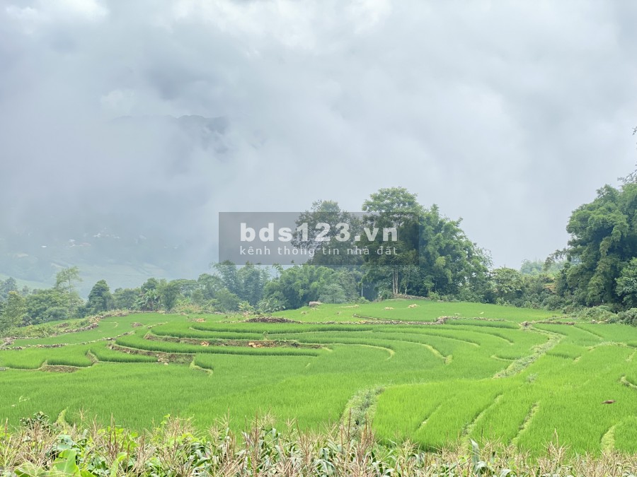 Mảnh đất Sa Pa 2 view ruộng bậc thang thung lũng Y Tý, giá thoả thuận chính chủ