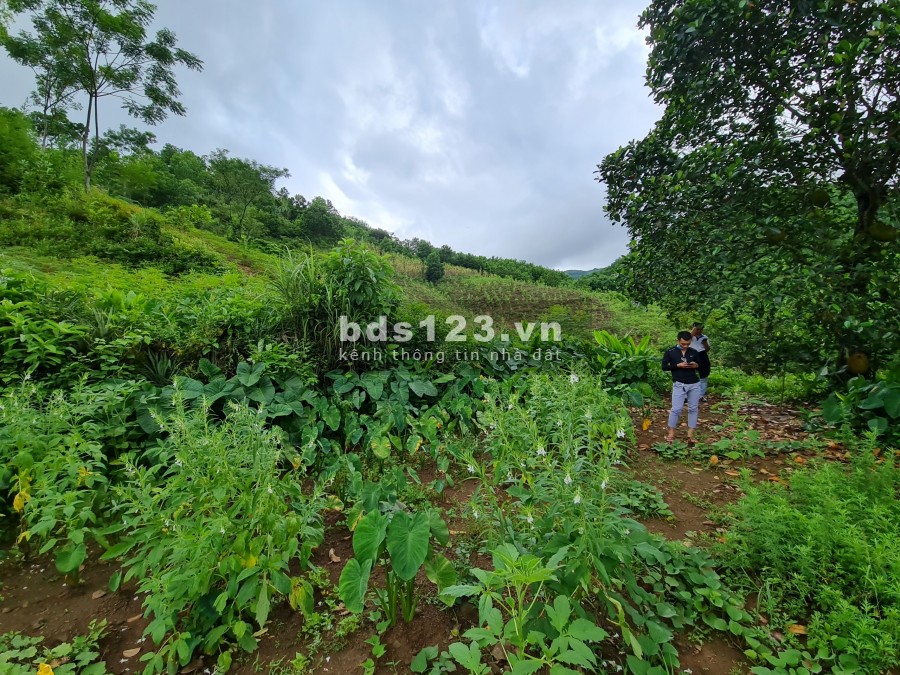 Hơn 6000m2 có 400m thổ cư Cao Phong Hoà Bình, pháp lý sạch, không tranh chấp, sang tên nhanh